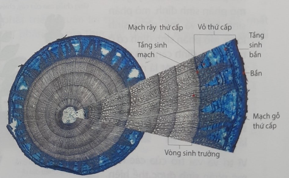 o cay hai la mam tinh tu ngon den re