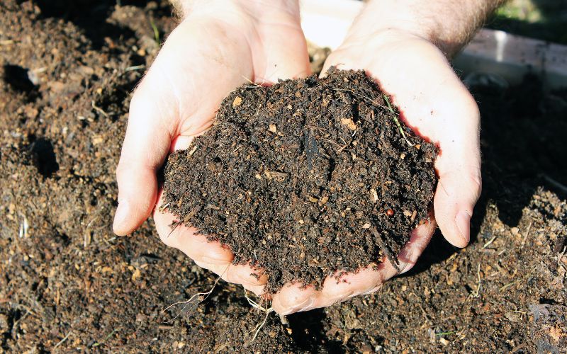 Phân hữu cơ giúp cải tạo đất nên rất phù hợp khi bón cho cây lâu năm