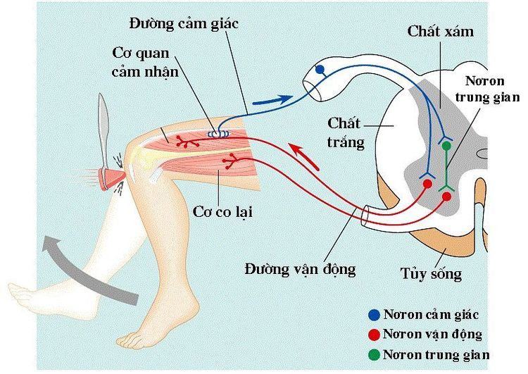 Đáp ứng của cung phản xạ với kỹ thuật khám phản xạ thần kinh