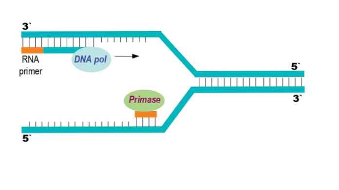 Primase tổng hợp mồi bắt cặp sẵn vào mạch ADN khuôn