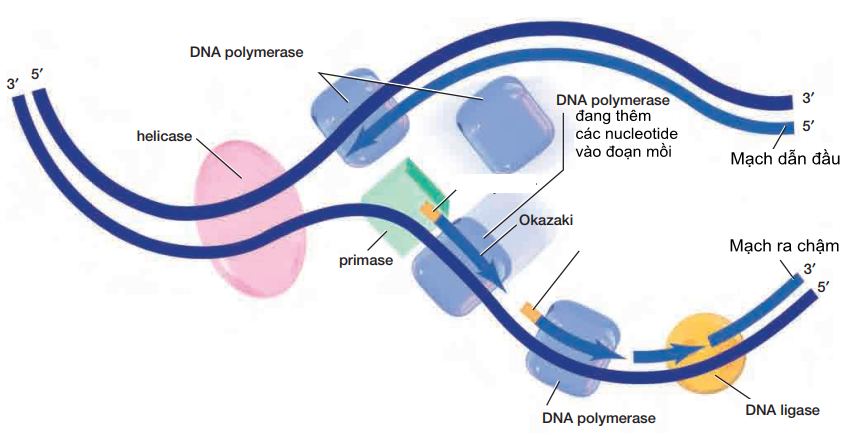 Yếu tố tham gia quá trình nhân đôi ADN - Enzyme
