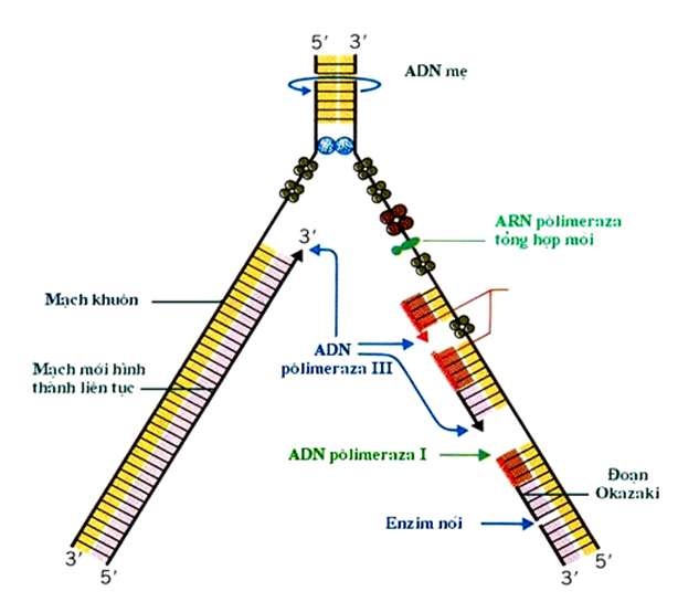 Quá trình tổng hợp mạch ADN mới 