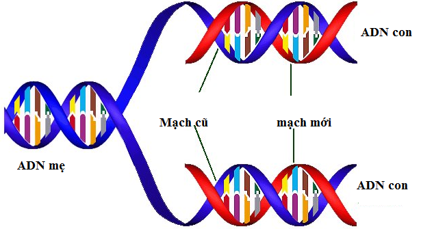Kết quả của quá trình nhân đôi ADN