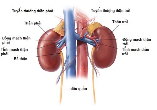 Cơ chế thẩm thấu của ion Magie giúp kéo nước vào lòng đại tràng, làm mềm phân và hỗ trợ quá trình đào thải tự nhiên. <br /><em>(Nguồn: Sưu tầm)</em>