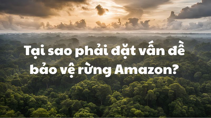 Tại sao phải đặt vấn đề bảo vệ rừng Amazon?