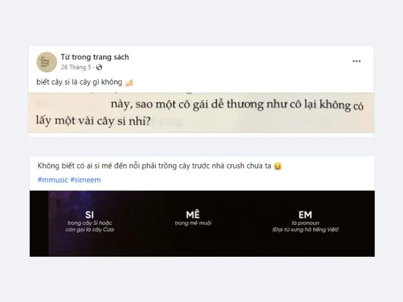 Trồng cây si là gì? Nguồn gốc, ý nghĩa của trồng cây si trong tình yêu 1