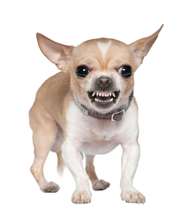 although it looks fierce the dog has never bitten anyone