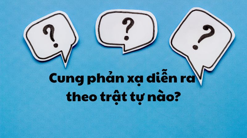 Cung phản xạ diễn ra theo trật tự