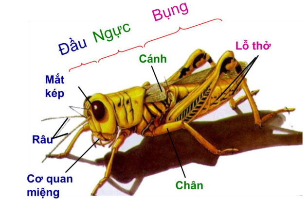 Châu chấu hô hấp bằng cách “hít-thở” qua bụng.